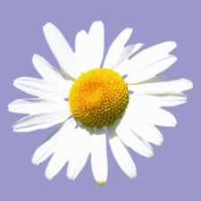 maggies logo